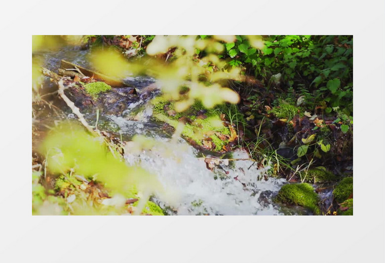 户外白天特写森林流动的小溪实拍视频素材