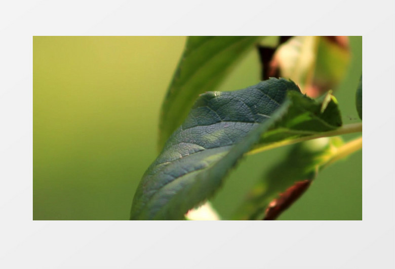 特写拍摄夏天果园里苹果树树叶实拍视频素材