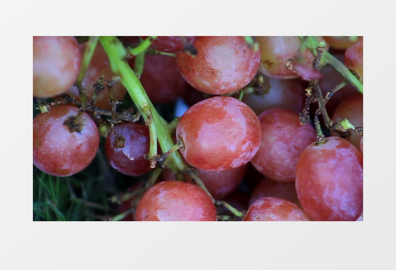 特写拍摄花园里新鲜的葡萄实拍视频素材