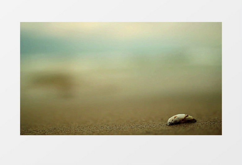 美丽海滩蛤蜊爬行模糊实拍视频素材
