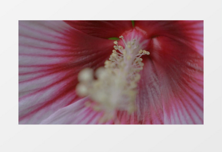 特写拍摄夏天花园里的木槿花粉红色花蕊实拍视频素材
