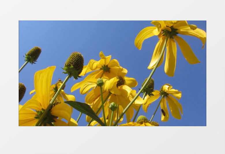 特写拍摄夏天户外黄色的雏菊实拍视频素材