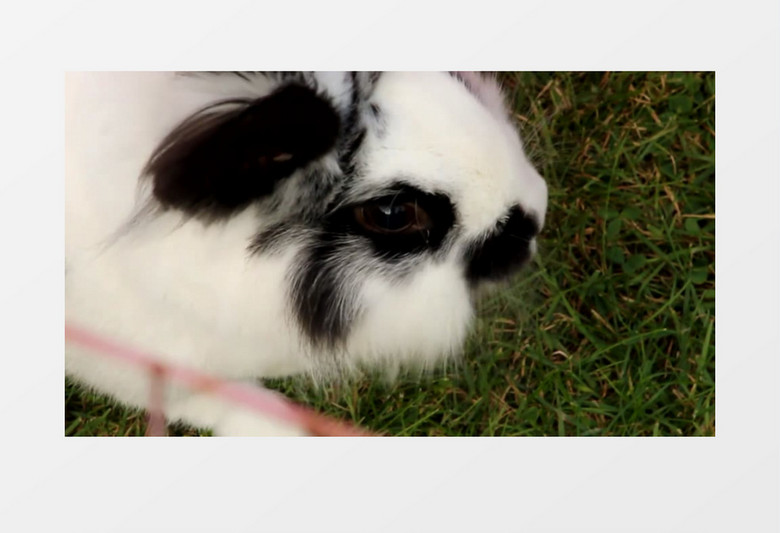 特写拍摄黑白相间的可爱兔子吃草实拍视频素材