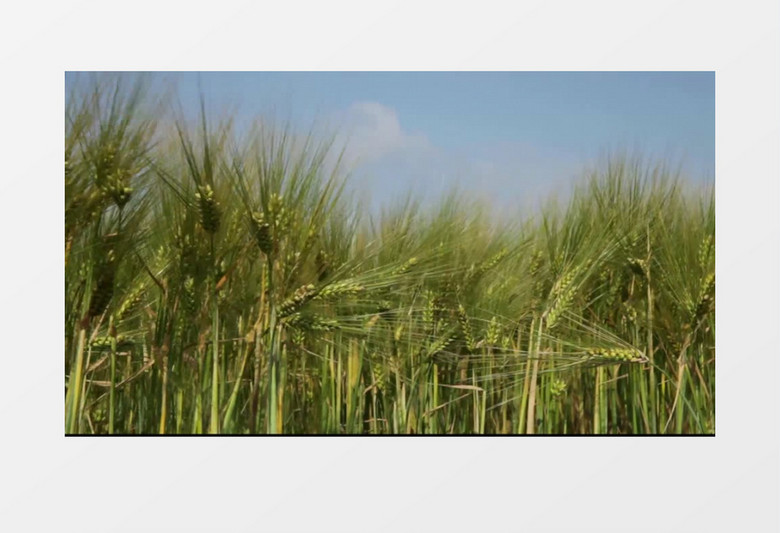 夏天农作物小麦丰收实拍视频素材