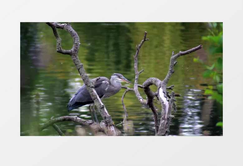 公园湖面水面树枝野鸟高清实拍视频素材
