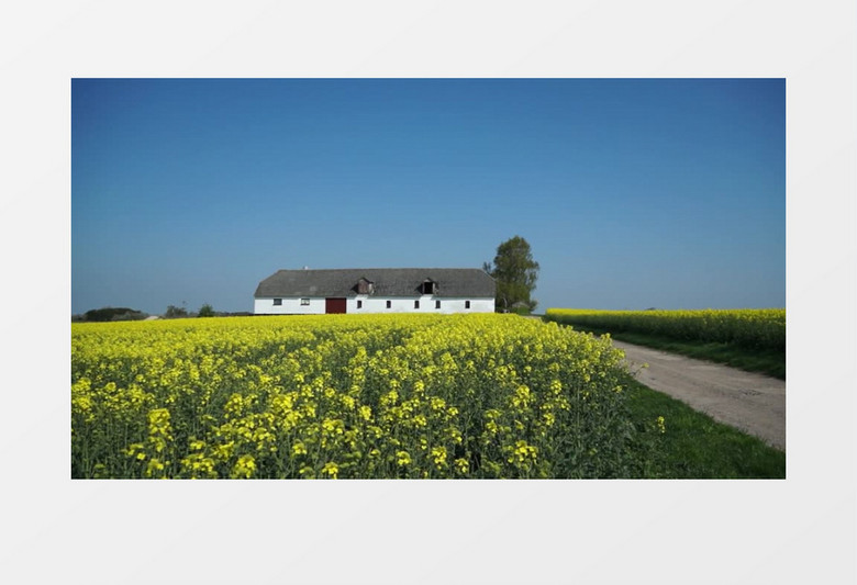 夏天成熟的农作物在风中摇曳实拍视频