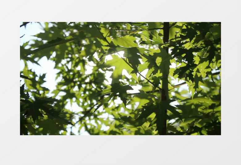 阳光下的绿色茂盛树叶实拍视频