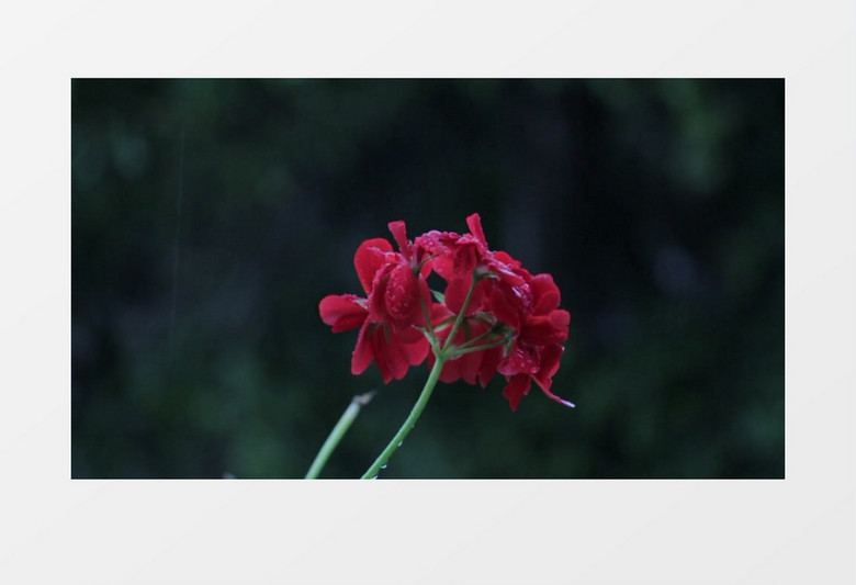 春天红色花朵近距离实拍视频素材