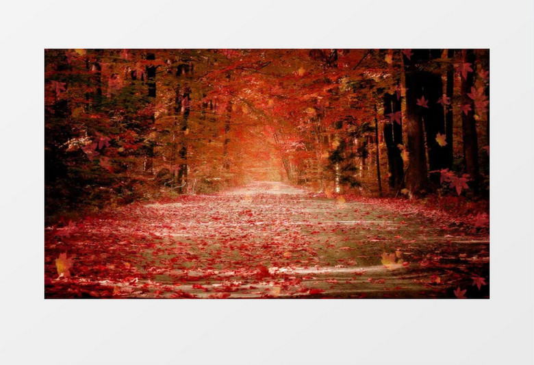 红叶飘飘高清背景视频素材