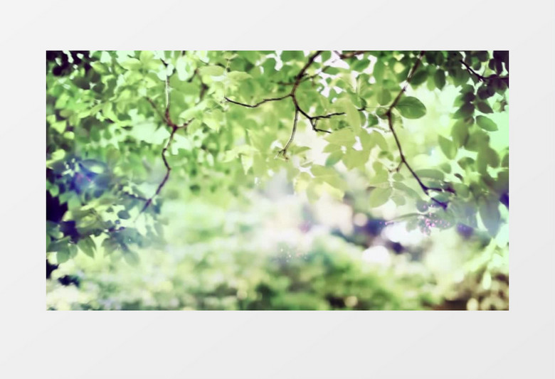 绿叶阳光美景实拍视频素材