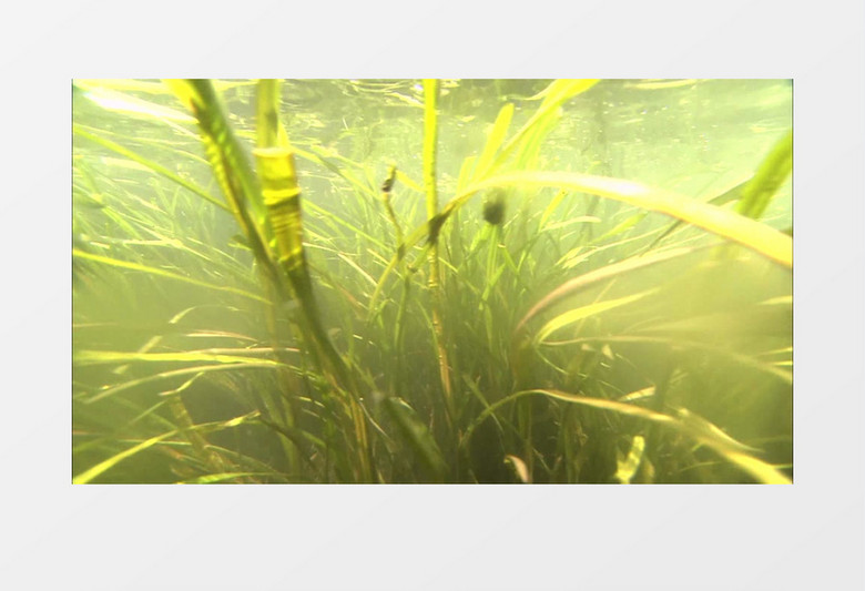 水下水草实拍视频素材
