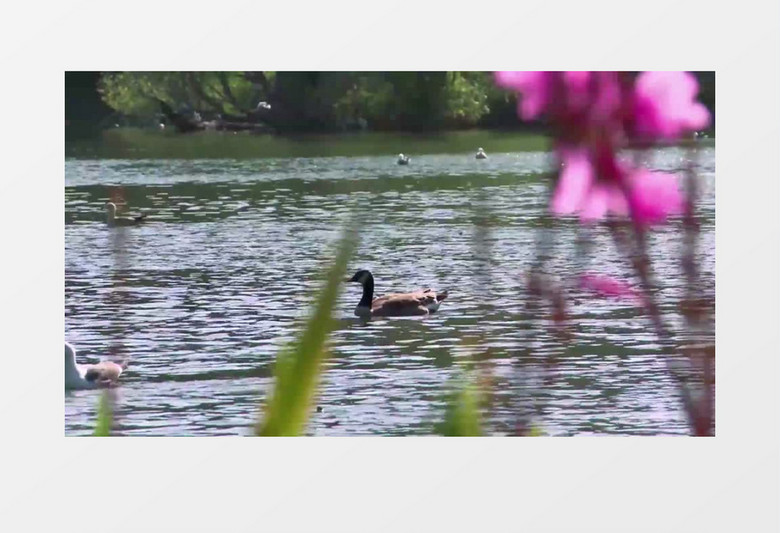 绿色植物公园湖面野生鸭子实拍视频素材