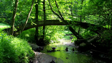林中小桥流水视频实拍素材