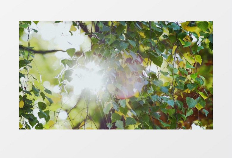阳光透过树叶实拍视频素材