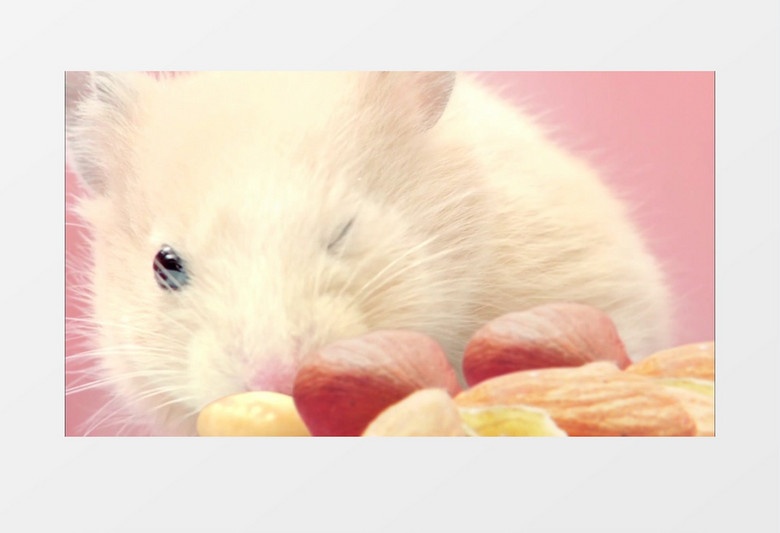 粉红色小白鼠吃坚果实拍高清视频素材