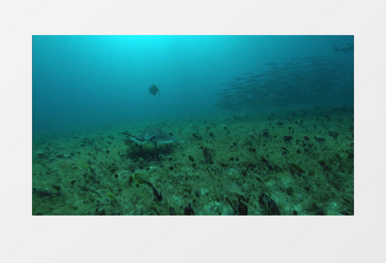 斑斓海底生物活动视频素材