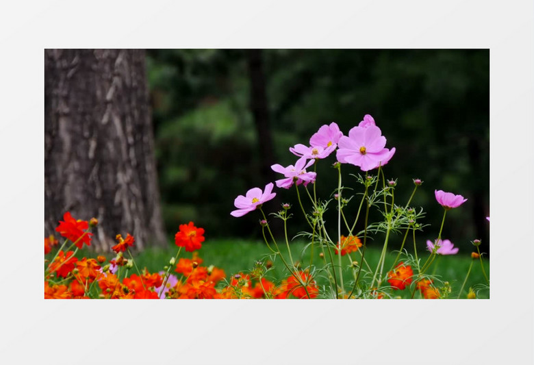 树林各种颜色花朵实拍视频素材