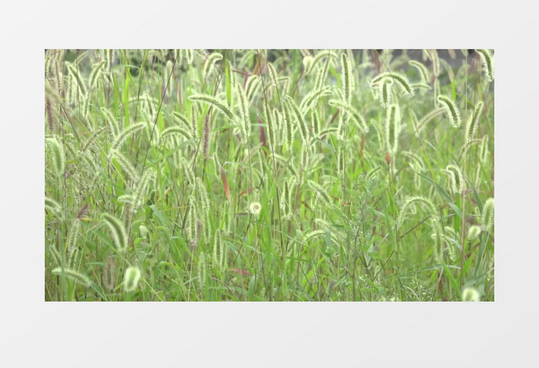 草原成片的狗尾巴草实拍视频素材