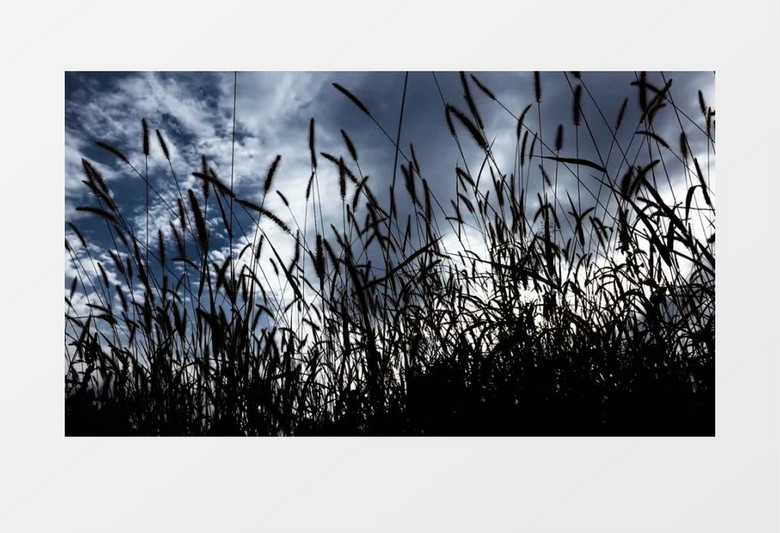 逆光草原狗尾巴草实拍视频素材