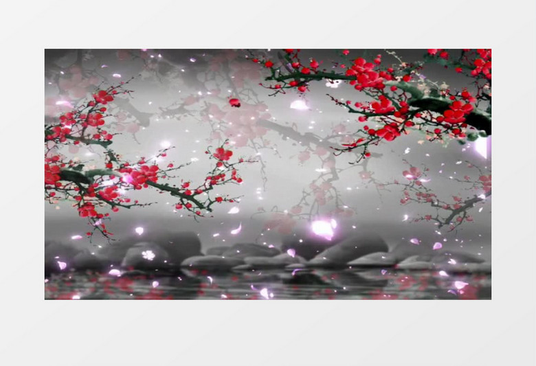 中国风古韵红梅花开视频素材