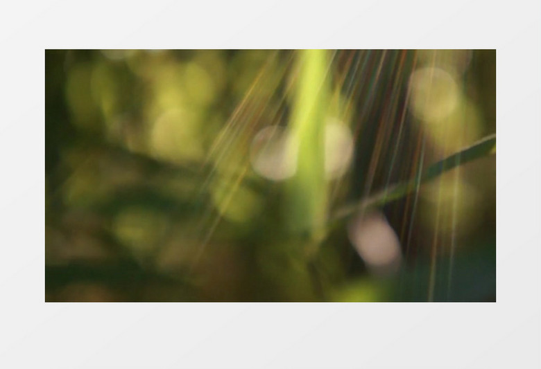 清新竹林实拍视频素材