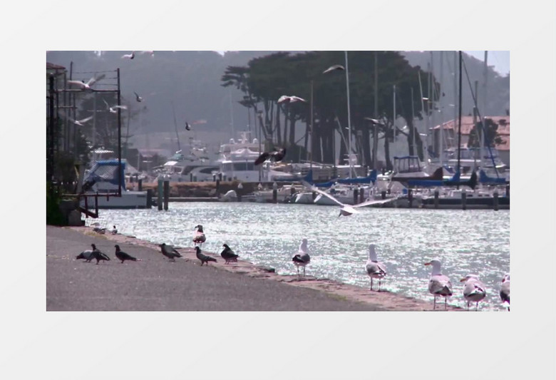 公园海洋海滩轮船海鸟实拍视频素材