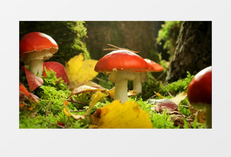 超美自然动植物风景实拍视频素材