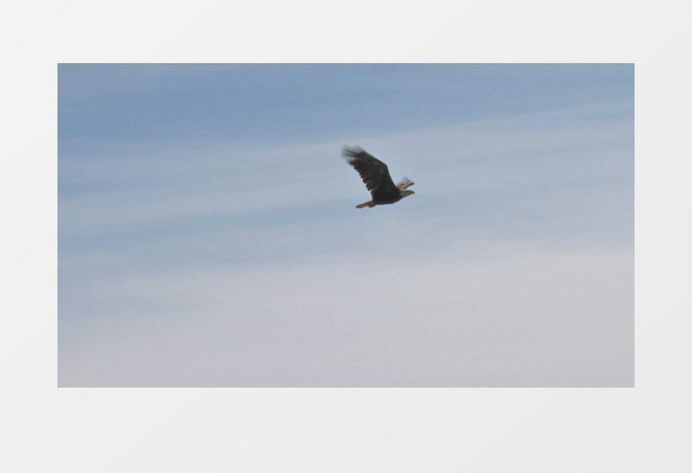 天空中自由翱翔的老鹰背景视频素材