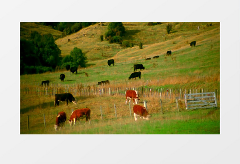 草原高山中成群的牛羊嬉戏