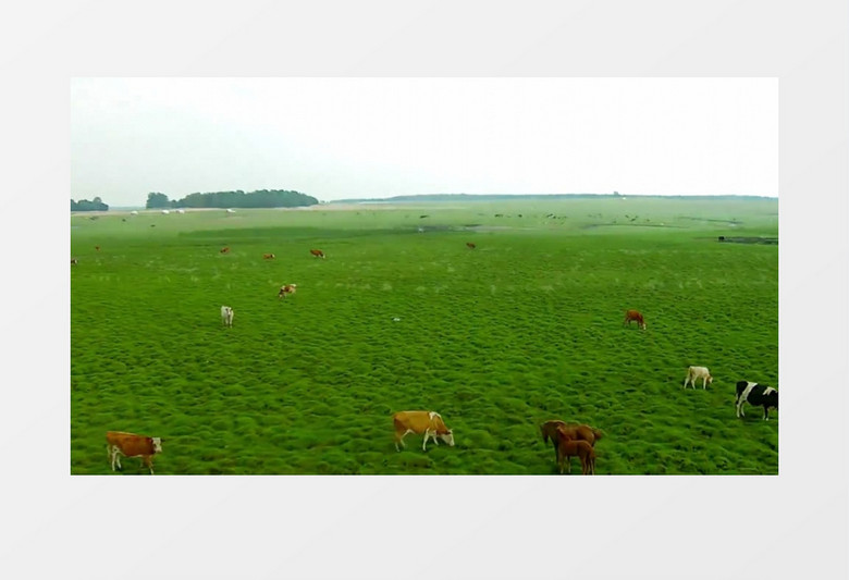 大草原牛羊成群被追逐实拍视频