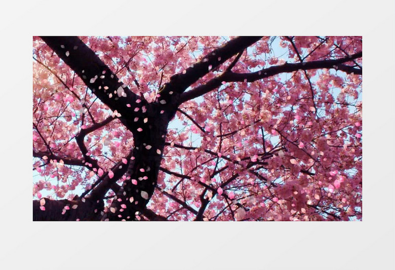 唯美清新樱花飘落视频素材