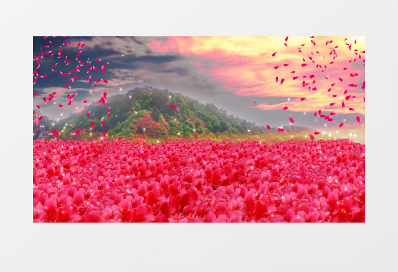 大气唯美满山映山红背景视频素材
