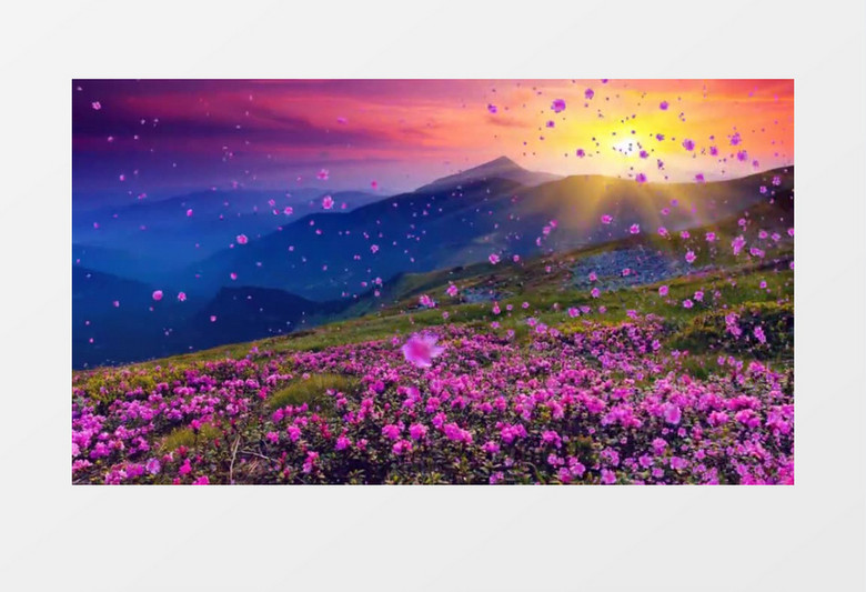 浪漫唯美映山红花飘视频素材