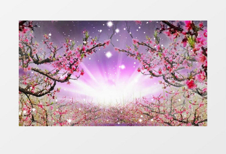 浪漫唯美桃花背景视频素材