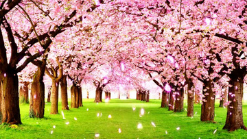 浪漫唯美桃花林背景视频素材