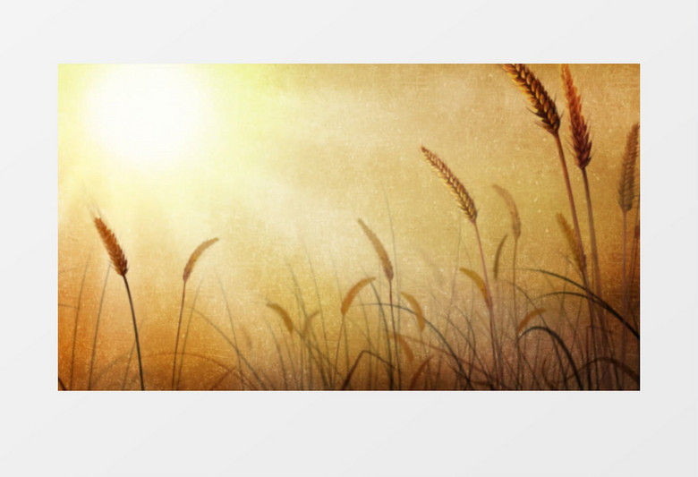 动画动态阳光照耀下的金色麦田麦浪背景视频素材