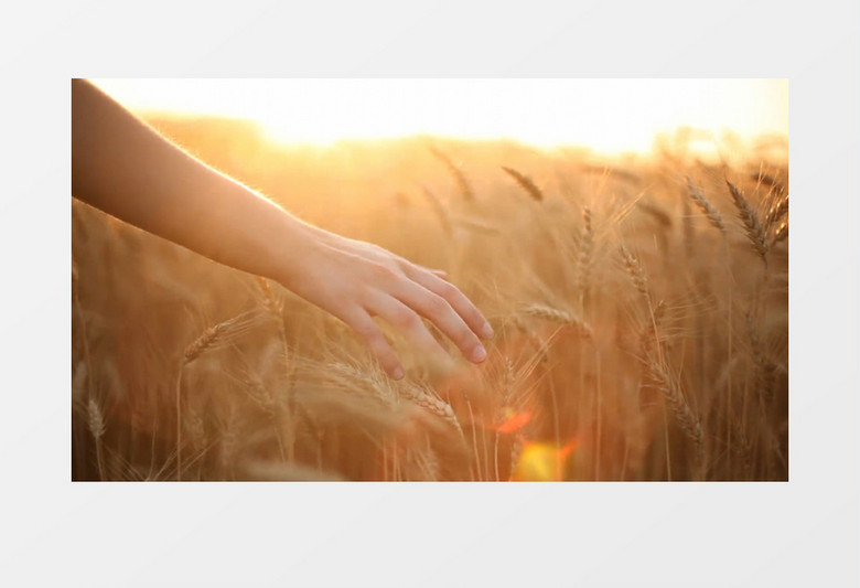 手抚摸金色麦田麦浪背景视频素材