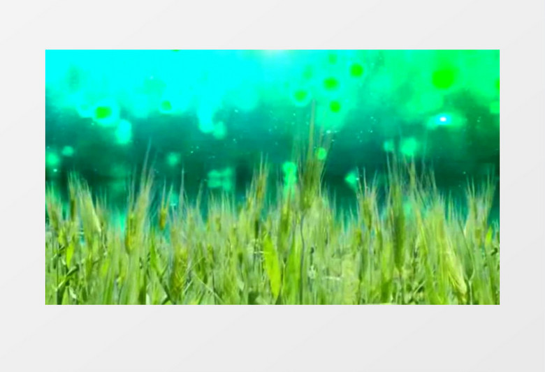 动画动态金色麦田麦浪(有音乐)背景视频素材