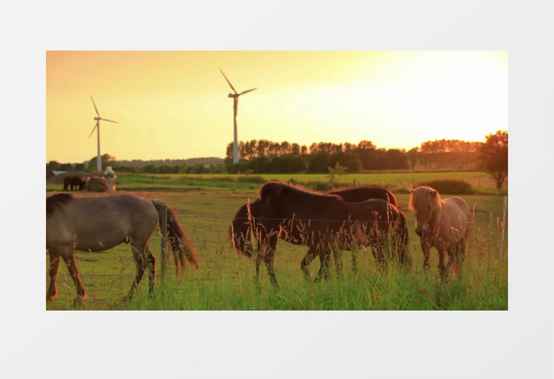 草原牧场马吃草实拍视频素材