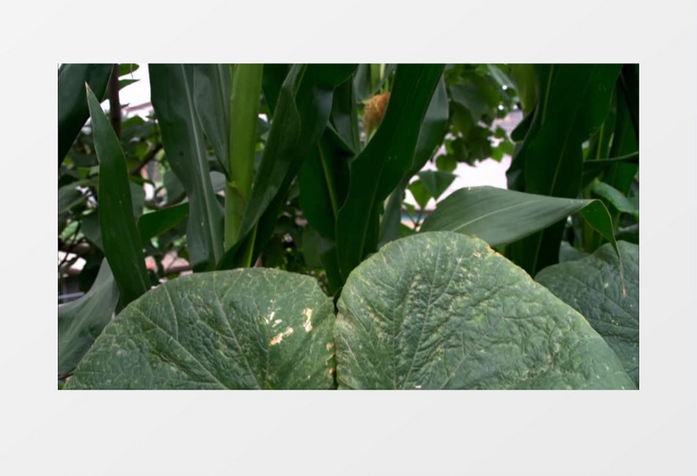 夏季绿色玉米农作物视频实拍素材