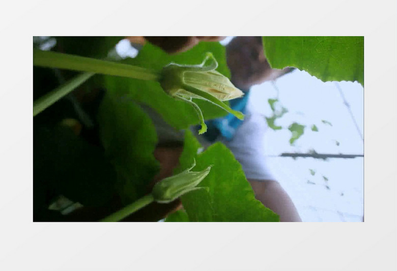 绿色有机农业瓜果采摘实拍视频素材