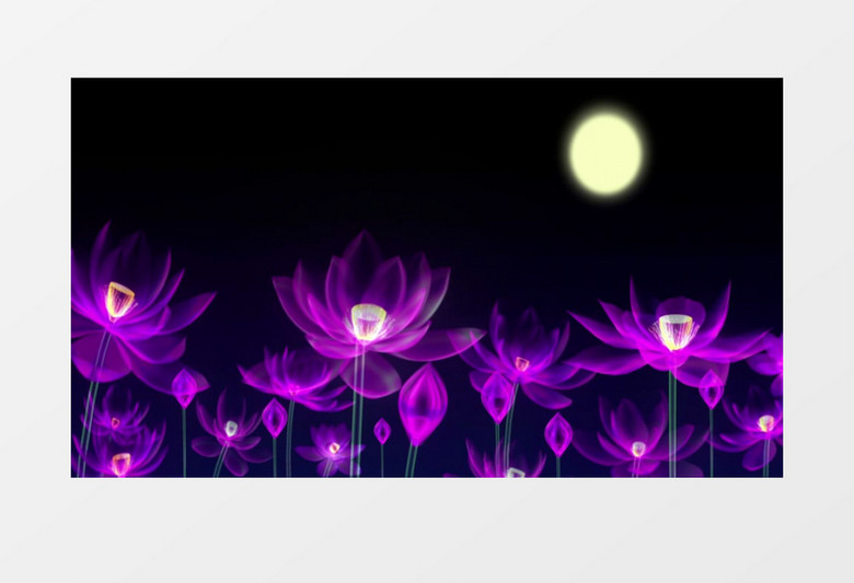 紫色荷花荷塘月色背景视频素材