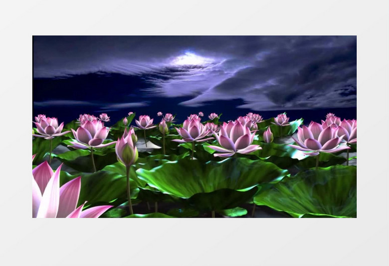 唯美夜色荷花荷塘背景视频