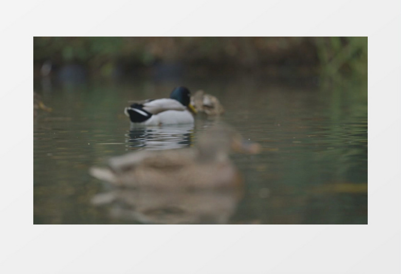 宁静的湖水鸭子游泳实拍视频mov