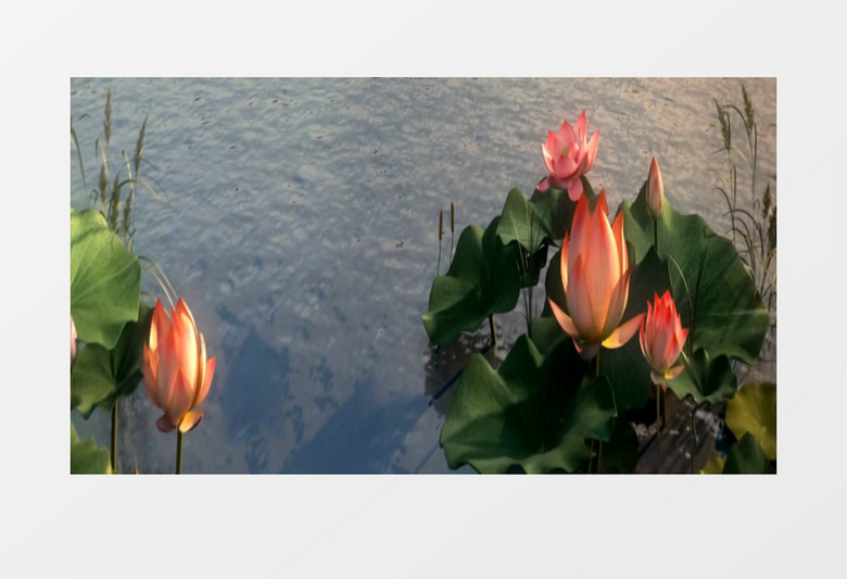 动画动态中国风荷花超写实（有声）背景视频素材