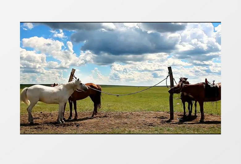 高清拍摄内蒙古呼伦贝尔大草原实拍背景素材