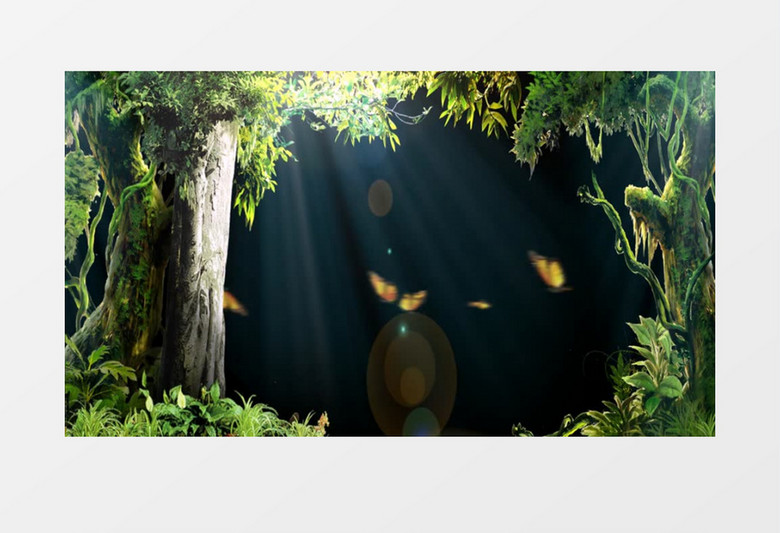彩蝶飞舞的热带森林背景视频素材