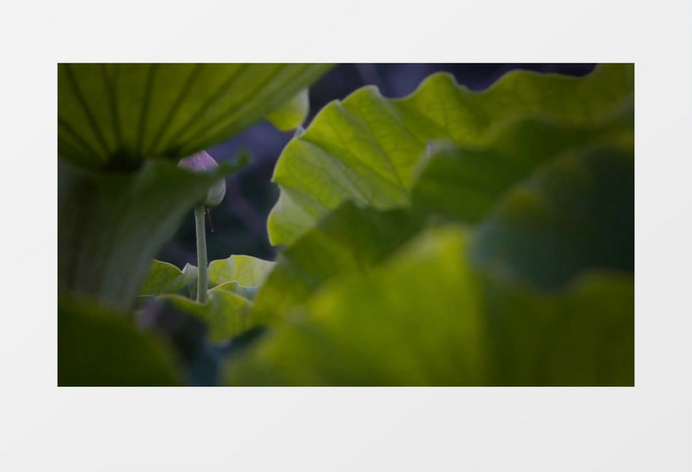 高清特写实拍荷花素材背景视频素材