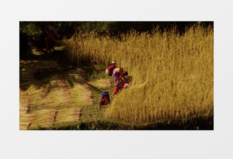农民收割农作物实拍视频素材