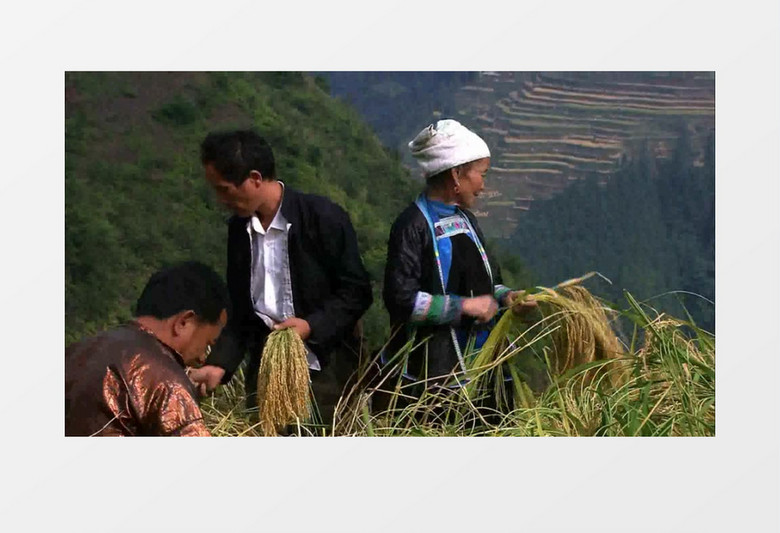 农民收稻子近景实拍视频素材